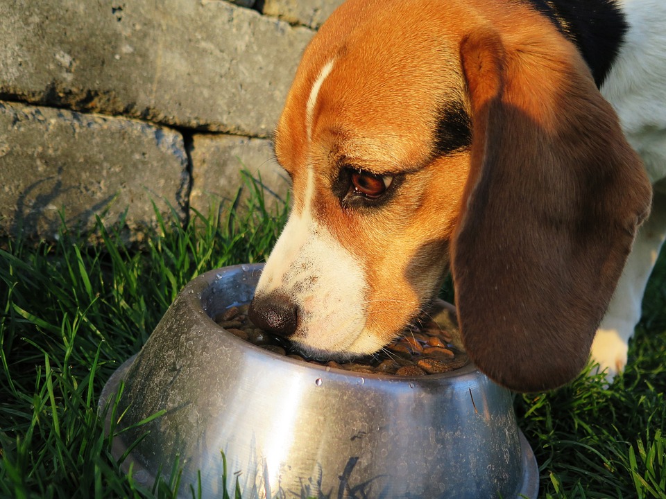 Hvordan du fodrer din hund på bedstevis